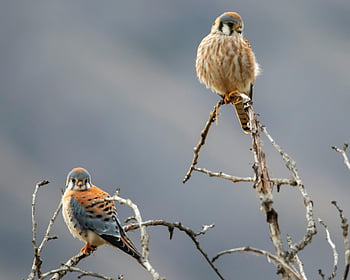 Amerikanske kestrels, bare grene, sløret baggrund, brun og hvid fugl, brun træ gren, siddede fugle, dyreliv fotografering, natur scene, fuglfotografi, udendørs dyreliv, Kestrel sad