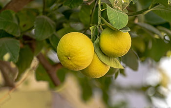 citrón, ovoce, jídlo, čerstvý, zdravý, zralý, organický, sladký, vyrobit, citrus, sklizeň