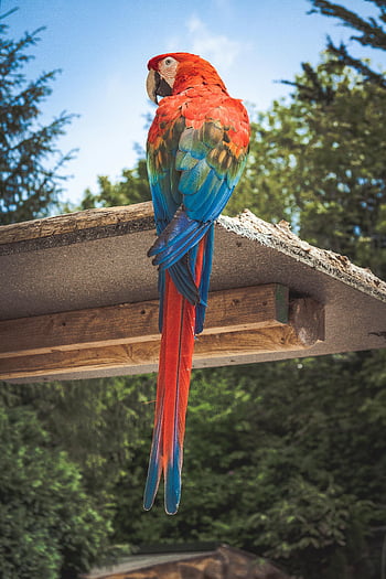 scarlet macaw, perched, brown wooden board, colorful parrot, wooden perch, lush green backdrop, wildlife enthusiasts, vibrant feathers, tropical bird, nature photography, outdoor setting