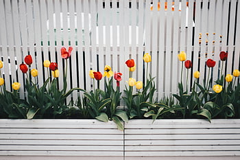 žlutý a červený tulipán, květ rostlin, bílý plot, jarní květiny, Vibrující tulipány, červené tulipány, žluté tulipány, zahradní květiny, jarní zahrada, venkovní květiny