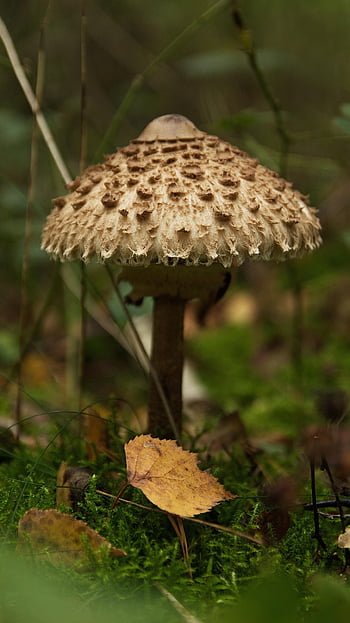 schirmling, houba, obří schirmling, louka houba, divoká houba, výtrus, houba na mytí, plodnice, druhů hub, Druhy hub, mykologie