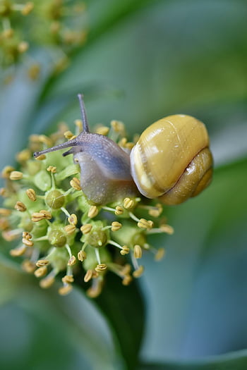 hlemýžď, měkkýš, zahrada, shell, zvíře, volně žijících živočichů, Příroda, zblízka, makro, plži
