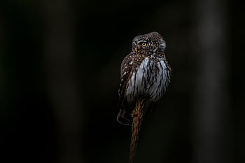 pták, sova, sova obecná, glaucidium passerinum, volně žijících živočichů, zvíře, zobák, Pírko, venku, strom, les