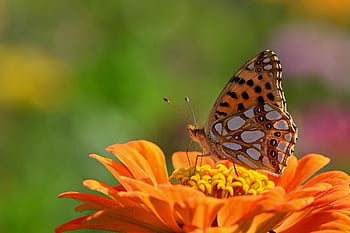 motýl, fritillary, květ, květinové tapety, opylit, opylování, krásné květiny, květinové pozadí, hmyz, motýlí křídla, flóra