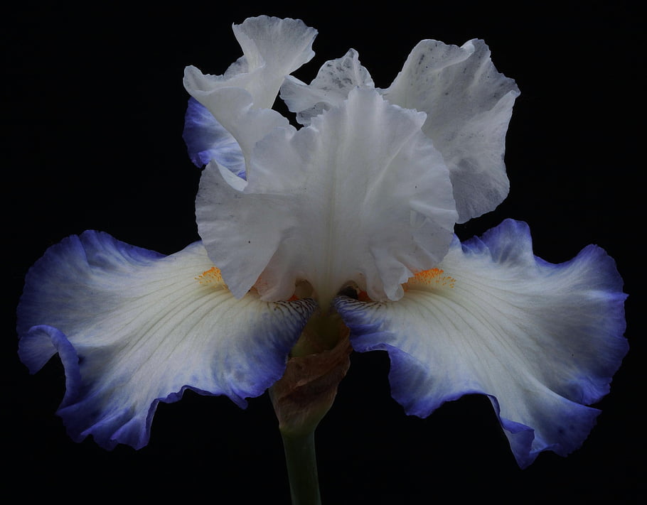blossom, botany, nature, beautiful Flowers, color, colorful, colors, decorative, flower Wallpaper, flora, floral