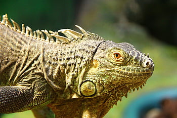 iguana, iguana Iguana, lizard, reptile, animal, nature, terrarium, bastards, exotic
