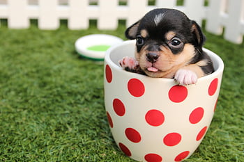 puppy, black and brown puppy, short-coated puppy, polka-dot mug, ceramic mug, white mug, red polka-dots, green field, cute puppy, small dog, chihuahua puppy