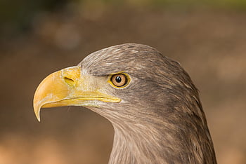 Adler, Natur, Porträt, Schnabel, Auge, Vogel, Detail, Feder, Kopf, Raubtier