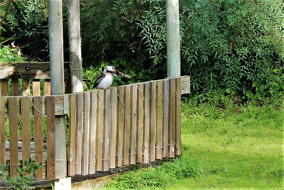 Kookaburra, visits, gazebo, wooden, fence, bird, perched, green, foliage, outdoor, scene