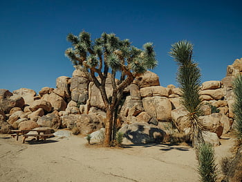 Joshua Tree, rock formation, desert scenery, Joshua Tree National Park, serene beauty, desert landscape, natural beauty, outdoor photography, desert plants, desert environment, scenic view