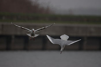 birds, seagulls, animals, nature, avian, wildlife, lake, wild Animals, bird Photography, birdwatching, wings