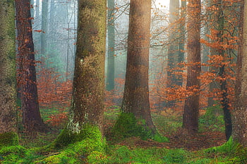 trees, forest, moss, green, vegetation, environment, nature, mood, hazy, tree, forest Floor