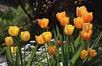tulips, beautiful Flowers, yellow Tulips, flowers, yellow Flowers, bloom, flower Background, blossom, flora, floriculture, horticulture