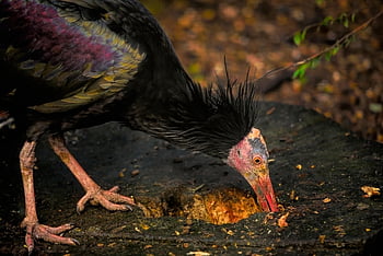 northern Bald Ibis, nature, hermit Ibis, ibis, waldrapp, bird, avian, ornithology, wildlife, critically Endangered, plumage