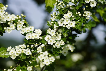 crataegus, common Hawthorn, nature, quickthorn, beautiful Flowers, thornapple, may-tree, whitethorn, mayflowers, hawthorn, flower Background