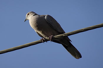 Vogel, Taube, Eurasische Türkentaube, Streptopelia decaocto, Kragentaube, Ring Taube, Fauna, Tierwelt, Jaipur, Natur, Indien