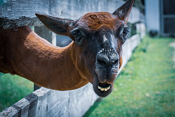 lama, animal, cute, good Aiderbichl, sanctuary, animal Rescue, animal Welfare, nature, fond Of Animals, satisfied