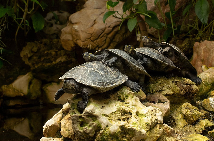 turtles, tortoises, reptiles, pond, nature, animals, natur, funny, tortoise