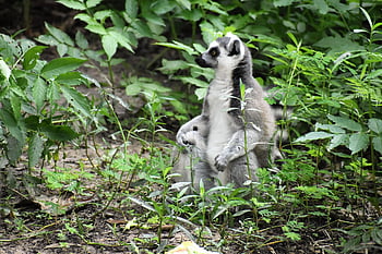 lemur, Madagaskar, volně žijících živočichů, fauna, stromy, les, divočina, džungle, deštný prales, savec, Příroda