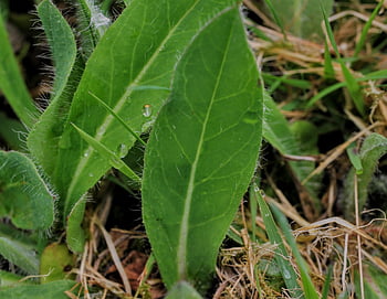 작은 hawkweed, 필로 셀라, 장 발매, 일반적인 매, 마우스 귀 hawkweed, 필로 셀라 officinarum, 식물, 녹색, 정원, 야생초, 담배