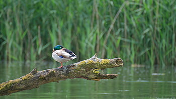 drake, mallard, duck, bird, animal, feathers, plumage, beak, waterfowl, nature, wildlife