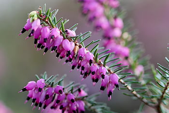 erika, vřes, zimní vřesoviště, sněhový vřes, růžový, zelená vřes, ericaceae, květ, zblízka