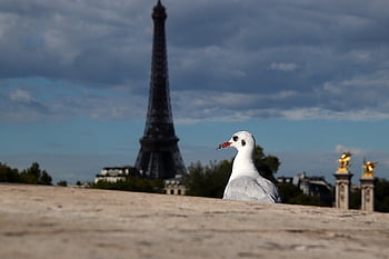 bridge, seagull, paris, bird, sea Bird, animal, eiffel Tower, heritage, monument, tourism, france