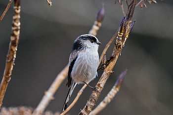 animal, forest, wood, bird, wild Bird, energy Guide, nature, fluffy, season, winter, natural