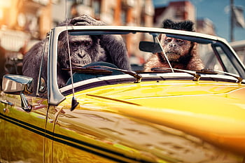 car, monkeys, driving, nature, animals, primates, mammals, vehicle, auto, automobile, funny