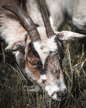 capră, paşte, natură, animal, mamifer, fermă, copil, bovine, rumegător, peisaj, șeptel