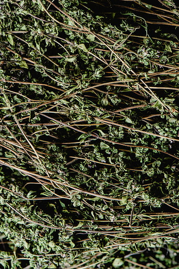 tørket timian, nærbilde fotografi, kulinariske urter, ingrediens-tema prosjekter, Detaljert visning, tørket urter, timian urter, kulinariske prosjekter, ingrediensprosjekter, urtefotografering, tørket timian urter