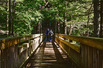 wooden bridge, lush forest, peaceful hike, daylight, serene environment, two persons walking, foot bridge, natural setting, outdoor recreation, hiking trail, tranquil scene
