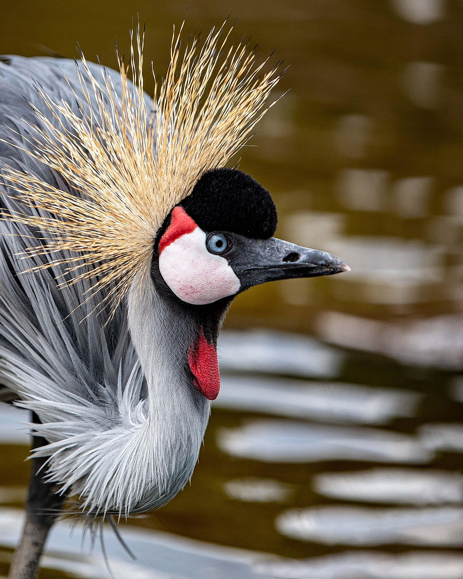 grey Crowned Crane, bird, animals, red, nature