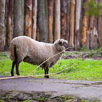 ovce, savec, hora, Příroda, vlna, mužský, artiodactyl, ohroženy, vzácný, národní, přírodní park