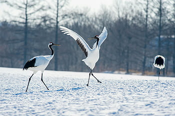 Red-crowned cranes, snowy landscape, Hokkaido Japan, crane birds, snow covered ground, white and black cranes, graceful dancing, winter scene, wildlife photography, nature photography, winter birds