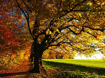 landscape photography, trees, autumn, colorful leaves, bright sunlight, serene nature walk, forest trail, idyllic forest, fall season, nature scenery, outdoor photography