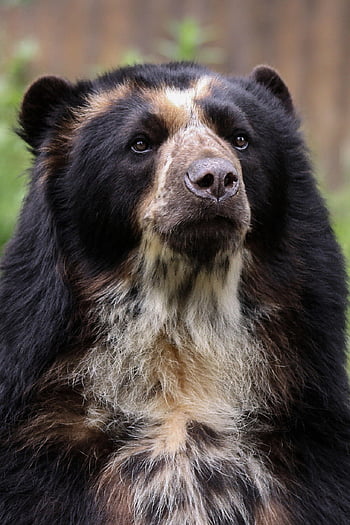 bear, andean Bear, south America, animal, zoo, fauna, forest, woods, nature, mammal