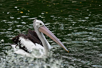 pelikán, pták, vodní ptáci, peří, zvířat, fauna, Příroda, růžový pelikán, pelecanus onocrotalus, zobák, zblízka