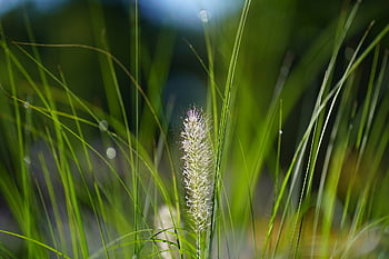 grass, meadow, field, plants, nature, reeds, flora, botany, bokeh