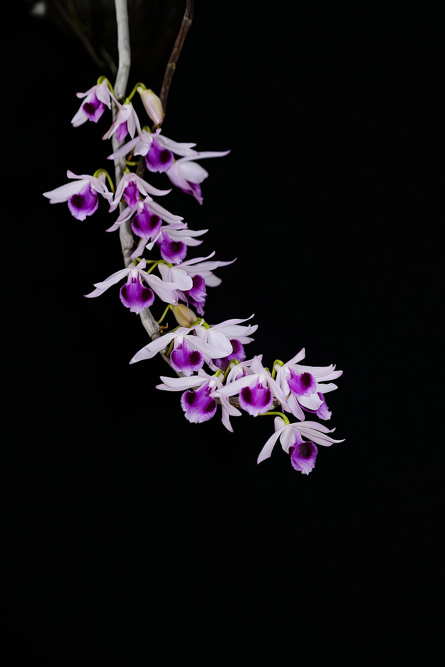 makro, United Avalanche, phalaenopsis
