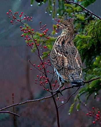 pták, zobák, peří, potrhaný tetřev, ptačí, Příroda, les, smrk grouse