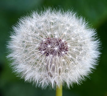 dente di leone, semi di dente di leone, Fiore di campo, natura, flora, primavera, pianta
