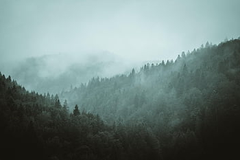 mist, woods, forest, fog, trees, valley, mountains, nature, rain, early Morning, morning
