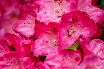 rhododendron, flower Wallpaper, blossom, bloom, flower Background, red, bright Red, flower, nature, purple, close Up