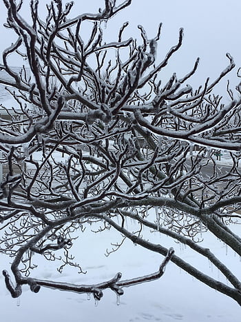 vinter, istap, frost, Frosset, natur, træ, vintertid, fryse, iset