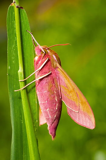hawk Moth, moth, insect, wildlife, nature, deilephila Elpenor, vermilion Gakshi, sphinx Moth, pink Moth