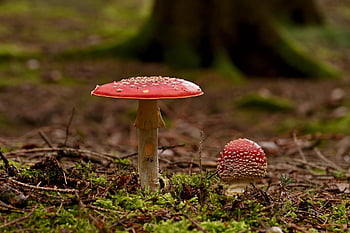 funghi, fungo, micologia, velenoso, foresta, sottobosco, muschio, autunno, natura