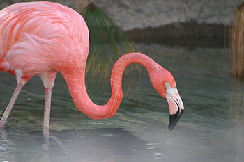 Flamingo Bird Wildlife, Pozadí, zobák, pták, oko, fauna, Pírko, plameňák, místo výskytu, dlouho, Příroda