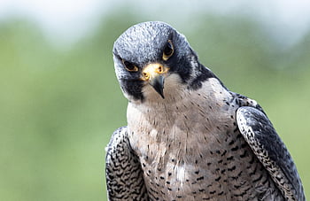 falcon, nature, bird, raptor, animal, wildlife, birds Of Prey, feathers, falconer, falconry, plumage