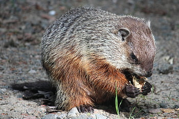 amerikai mormota, rágcsáló, állat, mormota, emlős, vadvilág, természet, közelkép, marmotte, faune